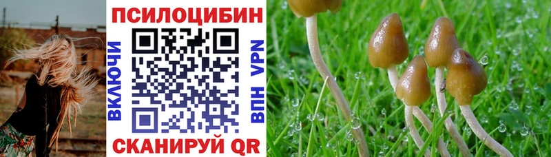 дарнет шоп Кирово-Чепецк Псилоцибиновые грибы Psilocybe